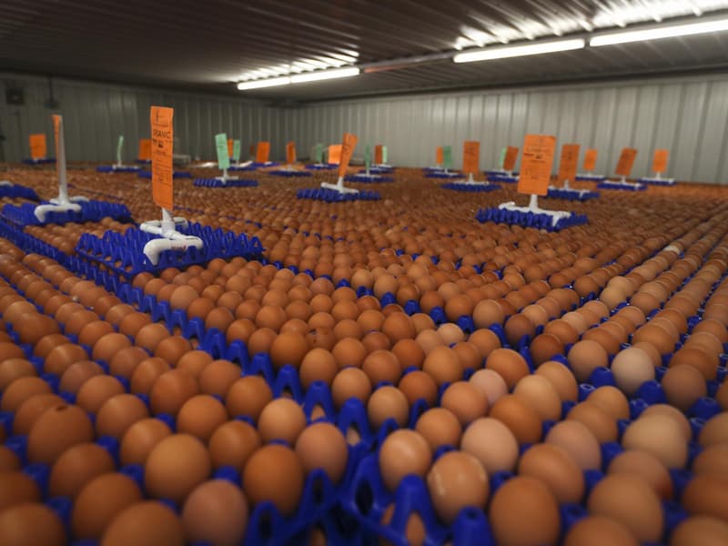 Egg Storage in Cold Storage